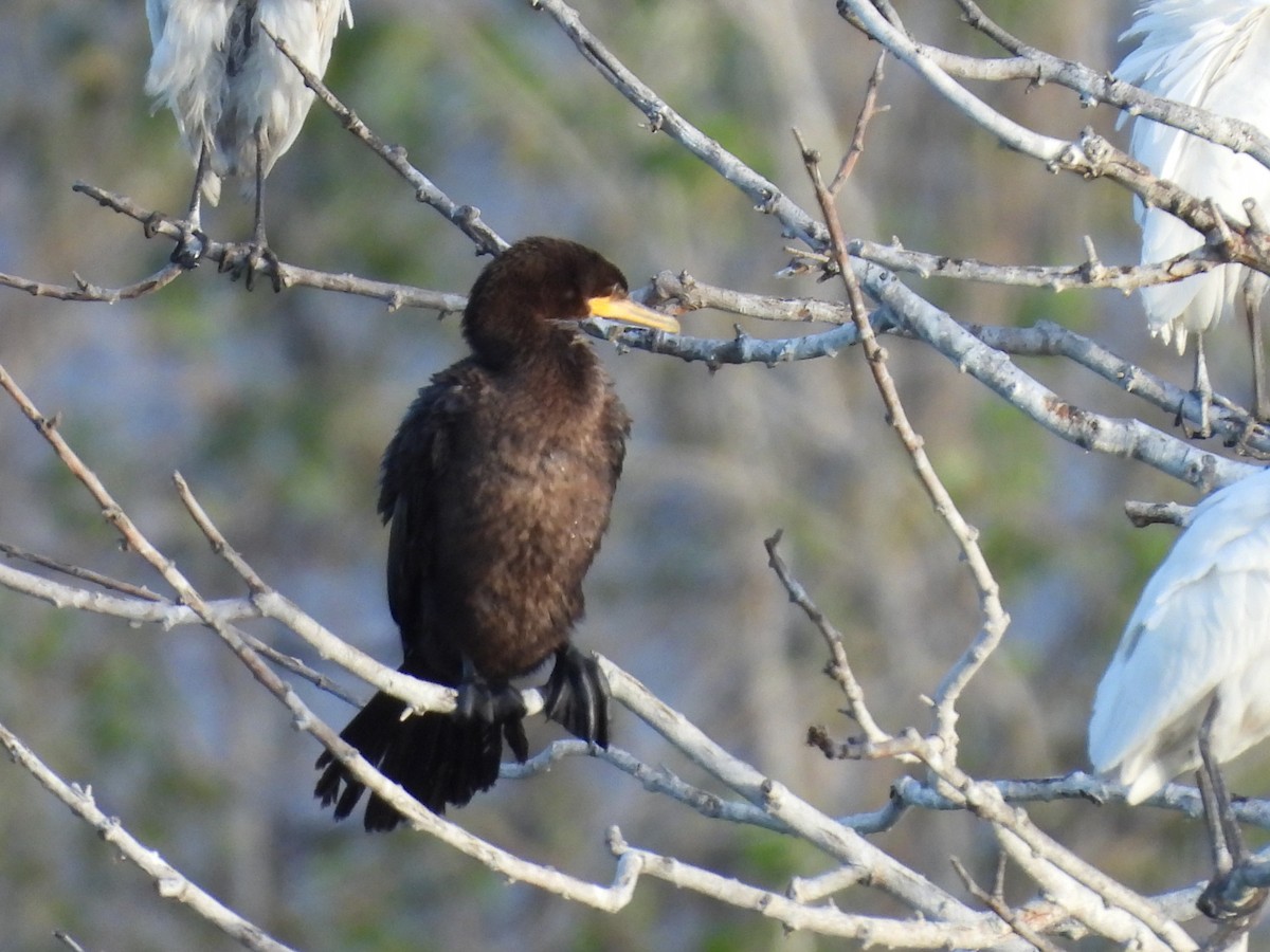 Neotropic Cormorant - ML646883935