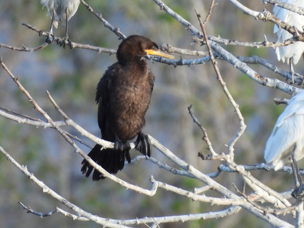 Neotropic Cormorant - ML646883936