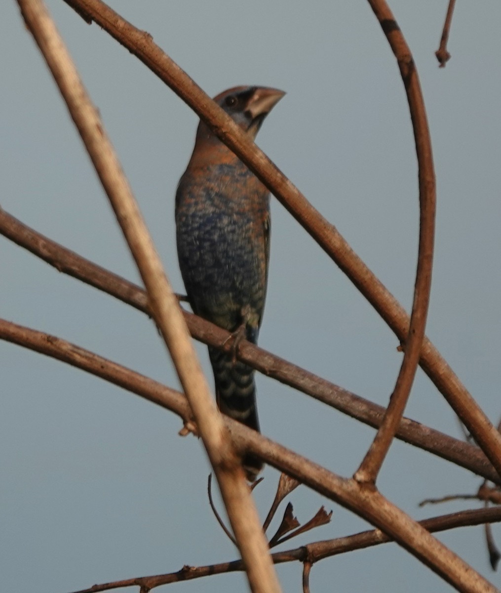 Blue Grosbeak - ML646883937
