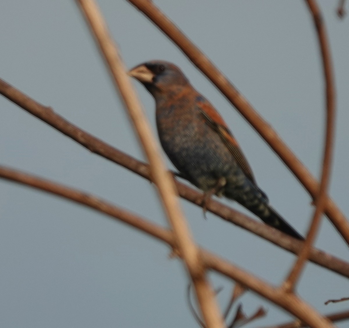 Blue Grosbeak - ML646883938