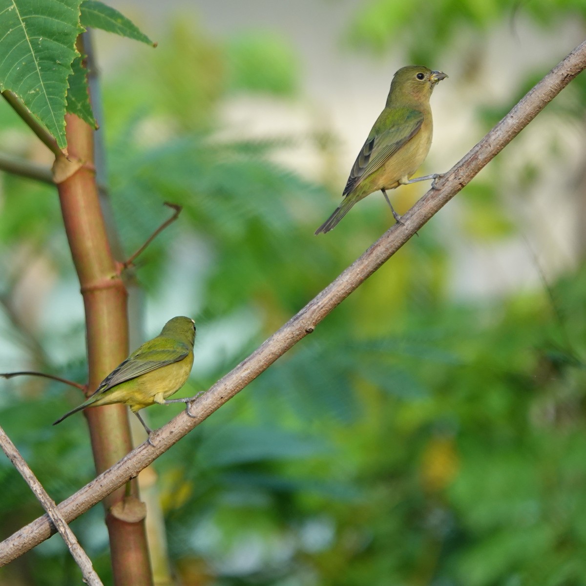 Boyalı Çinte - ML646883947