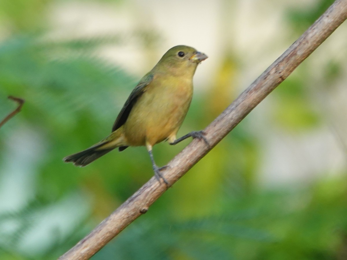 Boyalı Çinte - ML646883948