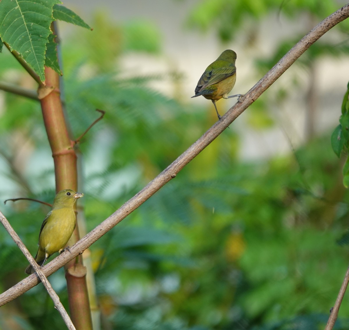 Boyalı Çinte - ML646883949