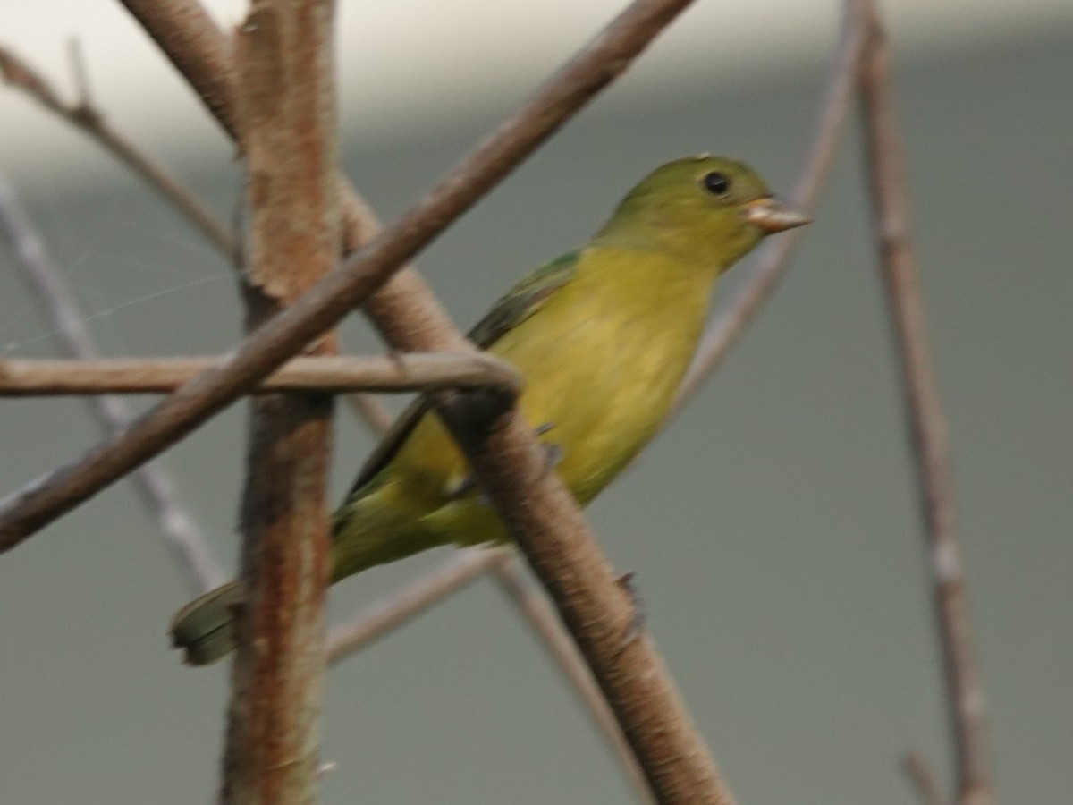 Boyalı Çinte - ML646883950