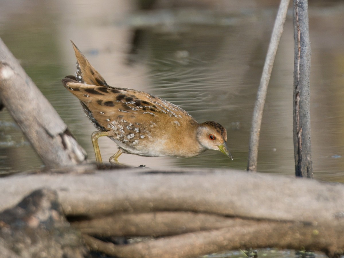 小秧雞 - ML646883952