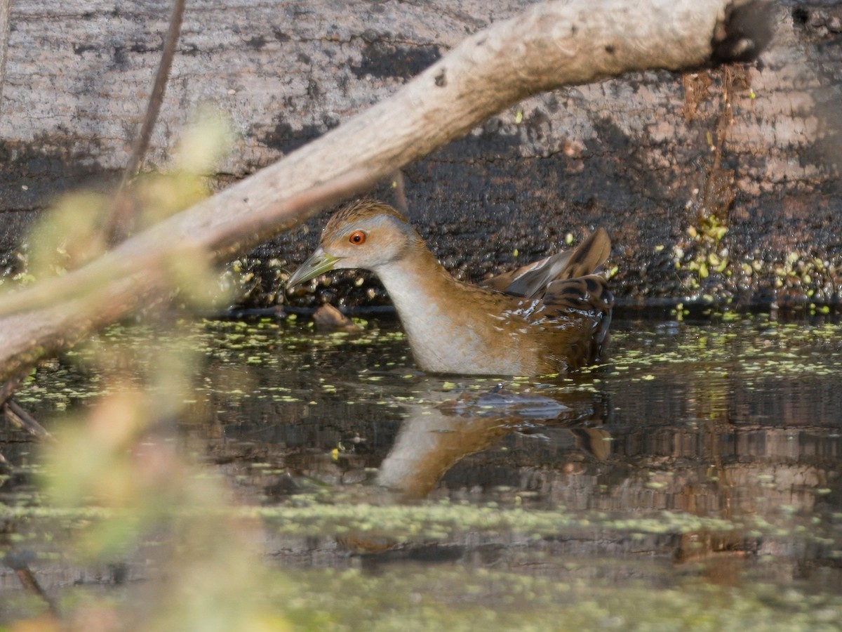 小秧雞 - ML646883953