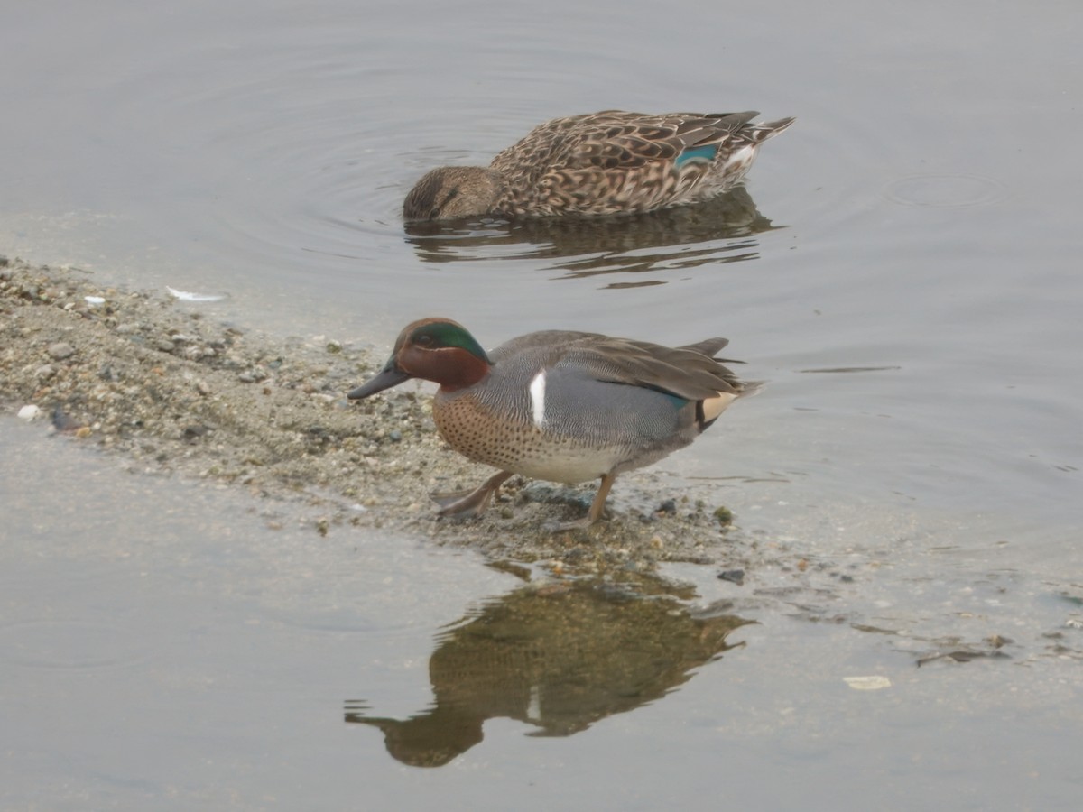 小水鴨 - ML646883957