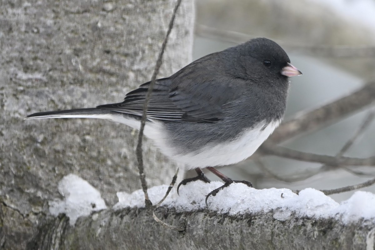 Dark-eyed Junco - ML646883958