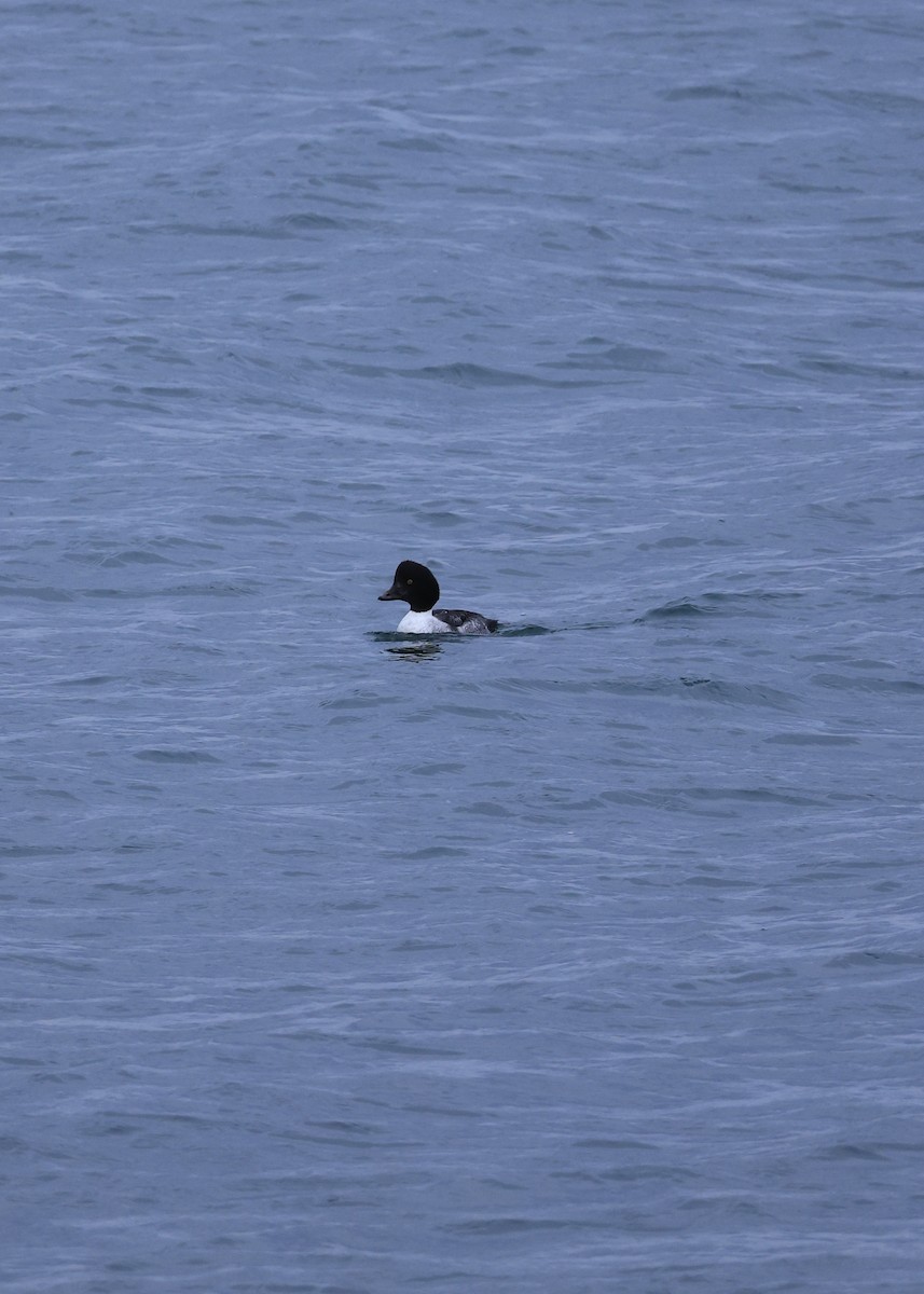 Common Goldeneye - ML646883960