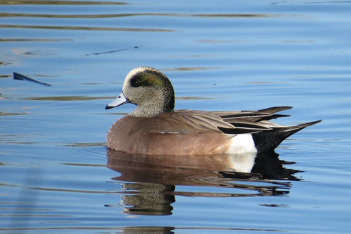 ברווז אמריקני - ML646883961