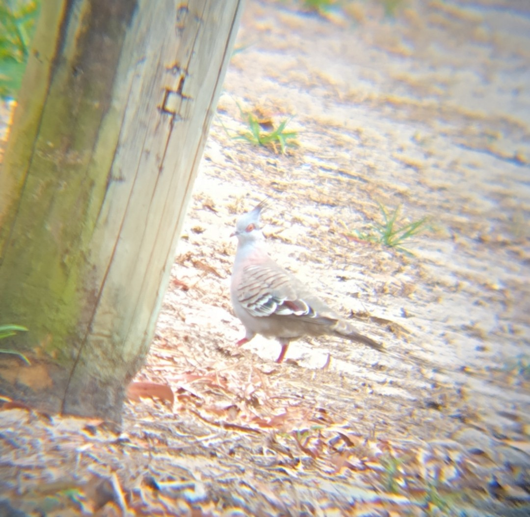 Spitzschopftaube - ML646883963