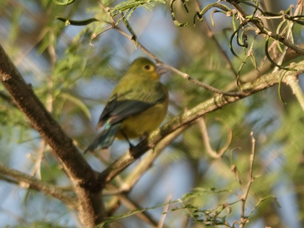 Orange-breasted Bunting - ML646883969