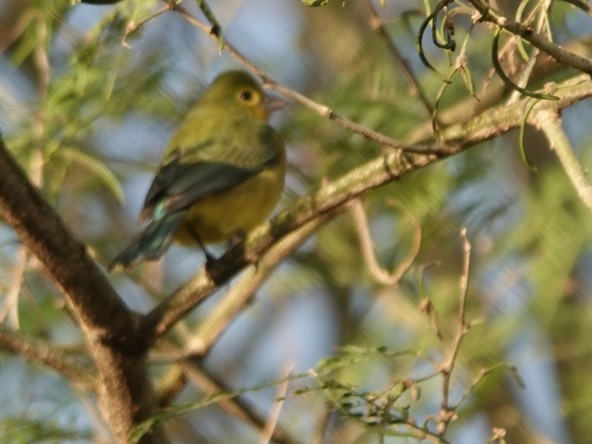 Orange-breasted Bunting - ML646883970