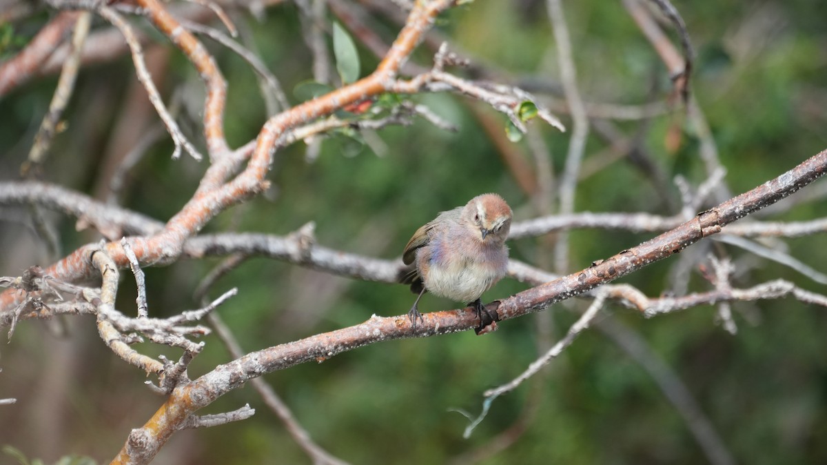 White-browed Tit-Warbler - ML646883973