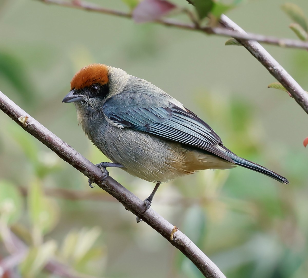 Scrub Tanager - ML646883974