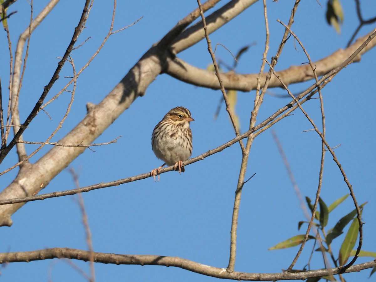 Savannah Sparrow - ML646883975