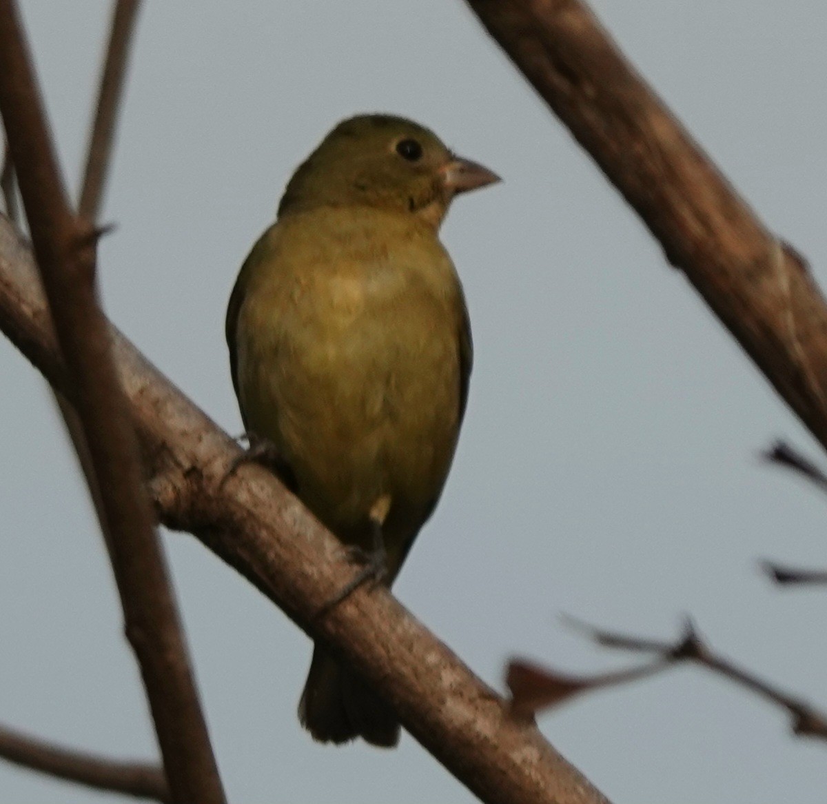 Indigo Bunting - ML646883977