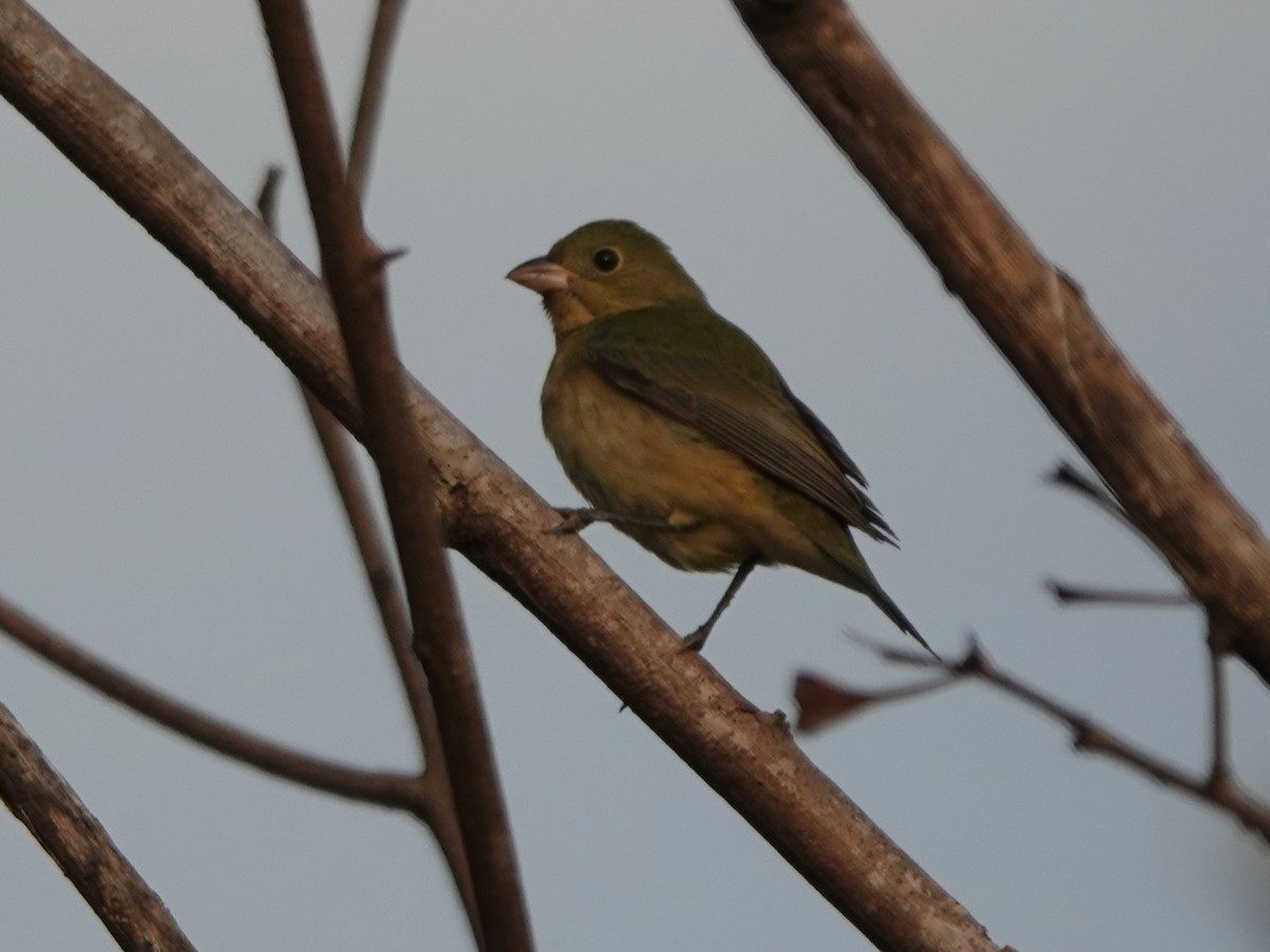 Indigo Bunting - ML646883978