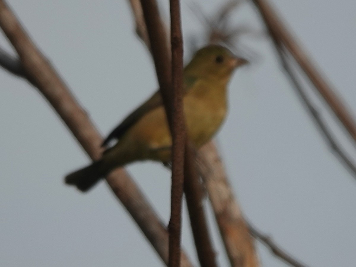 Indigo Bunting - ML646883979