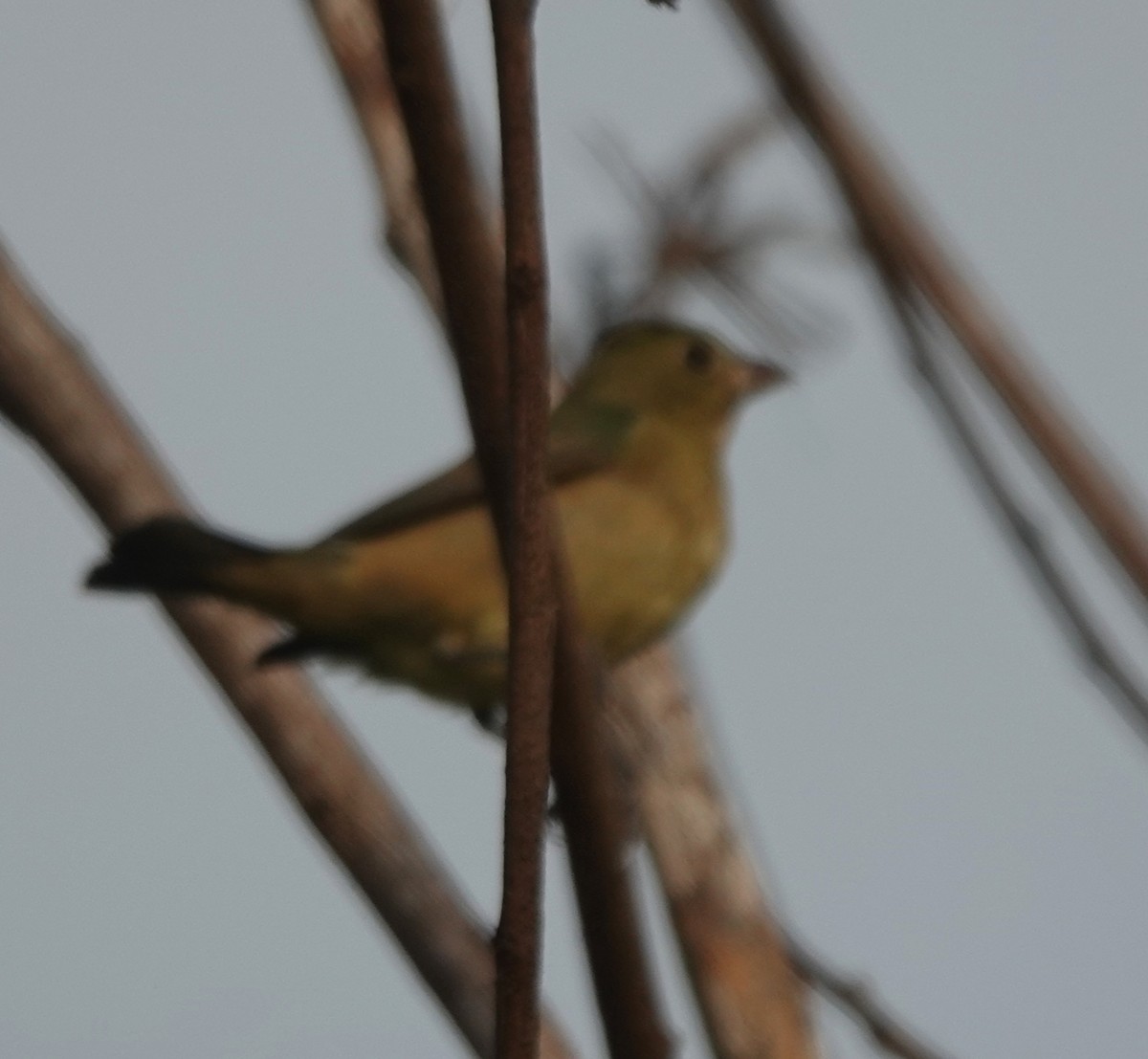 Indigo Bunting - ML646883980