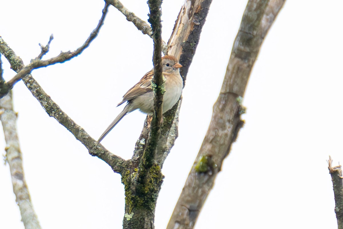 Field Sparrow - ML646883983