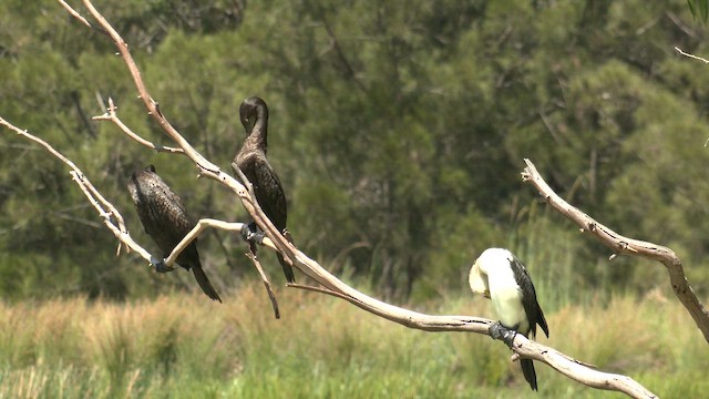 Little Pied Cormorant - ML646883984
