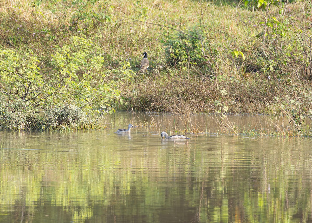 Cotton Pygmy-Goose - ML646883985