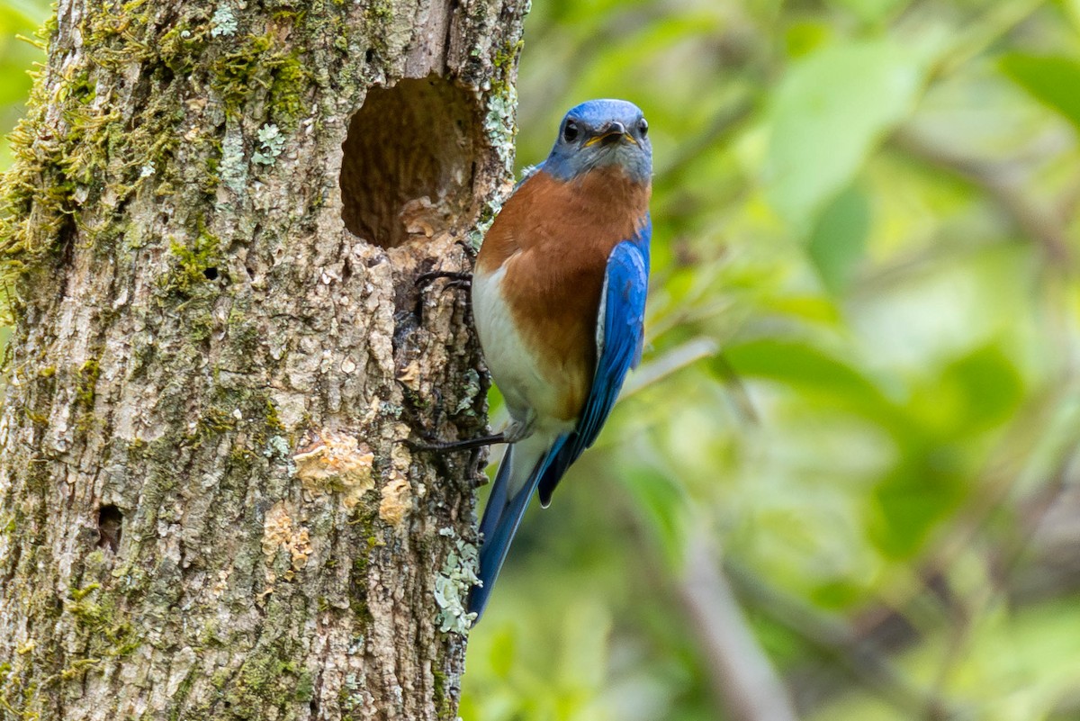 salašník modrý - ML646883987