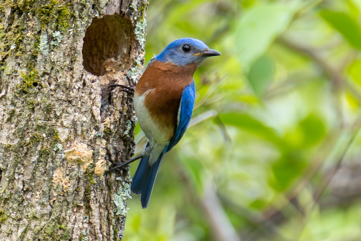 salašník modrý - ML646883988