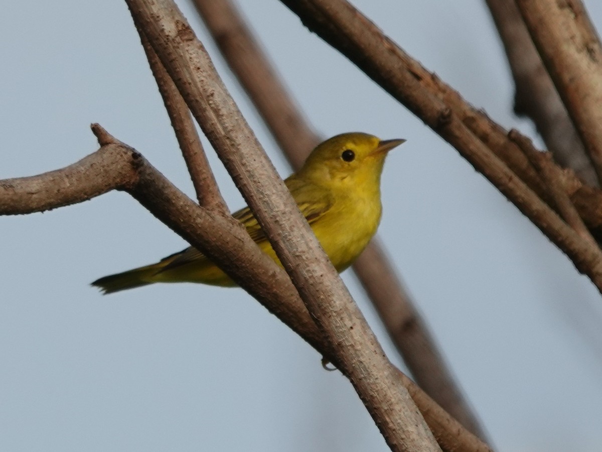 Wilson's Warbler - ML646883989