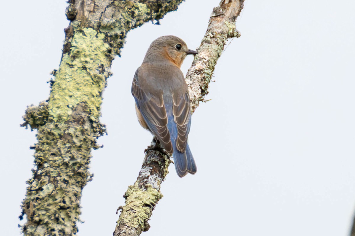 salašník modrý - ML646883992