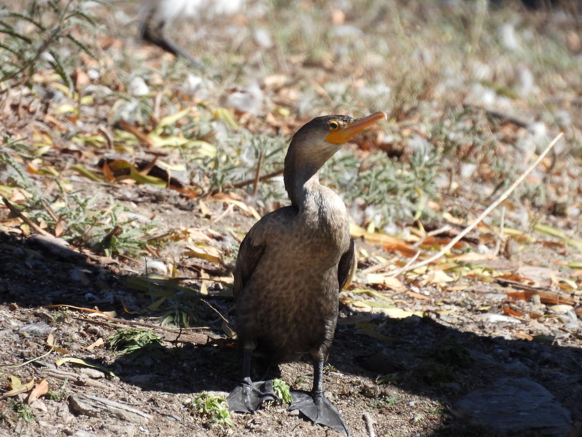 Neotropic Cormorant - ML646883993