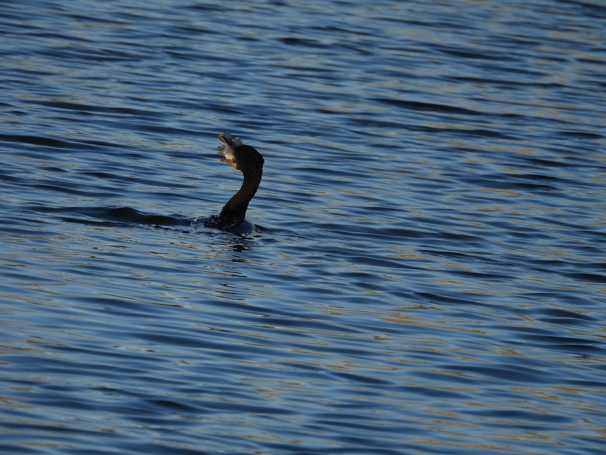 Neotropic Cormorant - ML646883994
