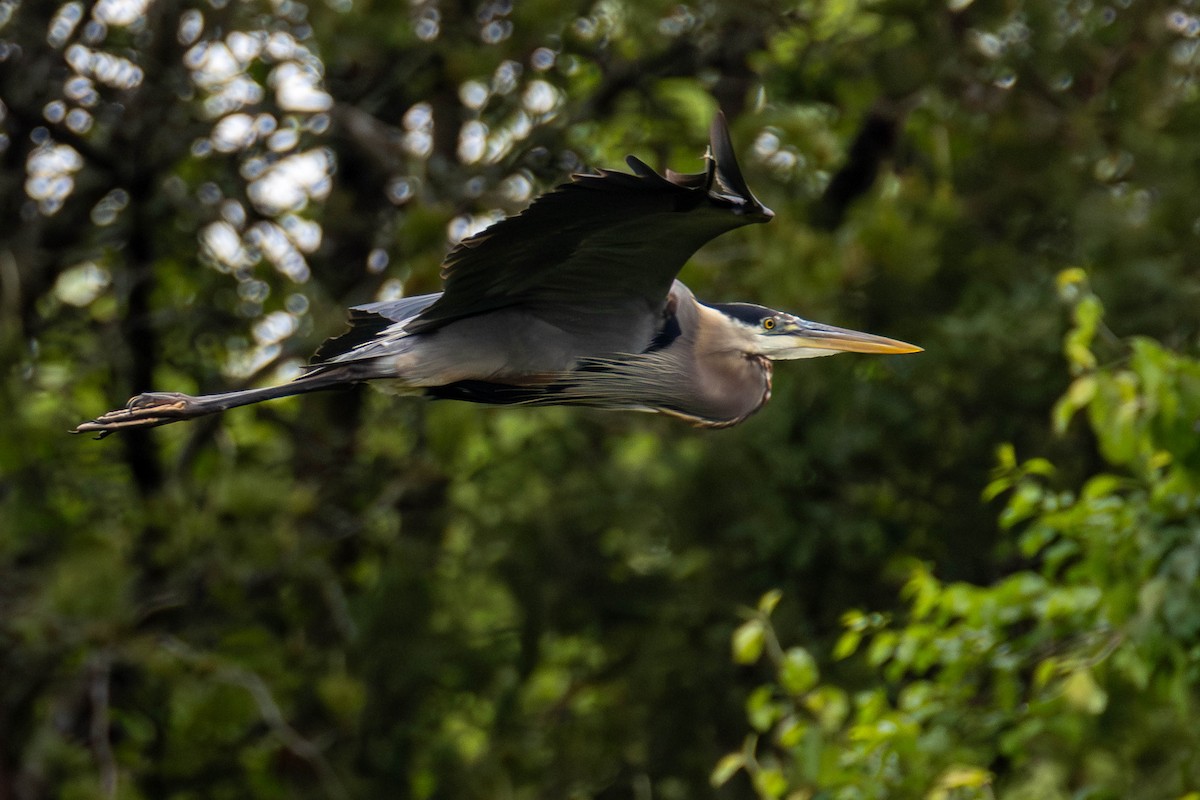 volavka velká - ML646883995