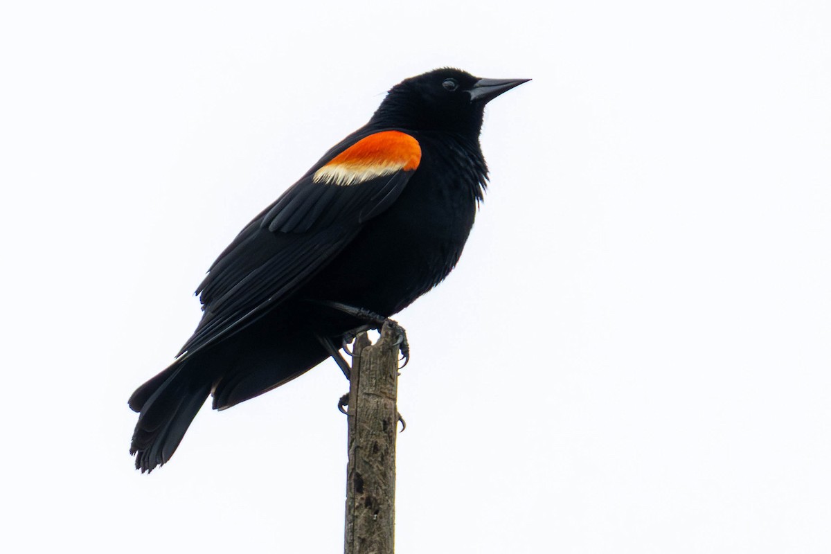 vlhovec červenokřídlý - ML646883996