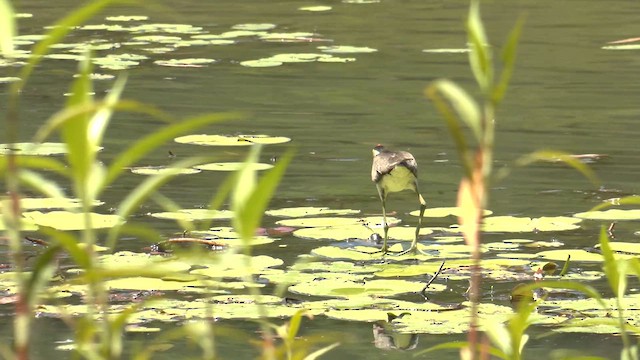 Comb-crested Jacana - ML646883997