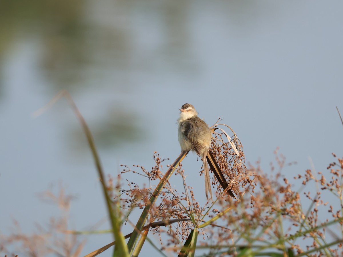 Plain Prinia - ML646883999