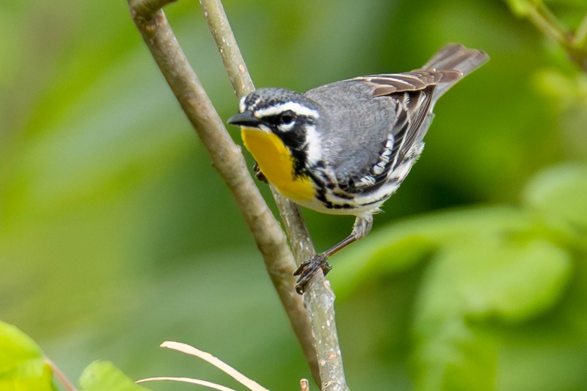 lesňáček zlatohrdlý - ML646884001