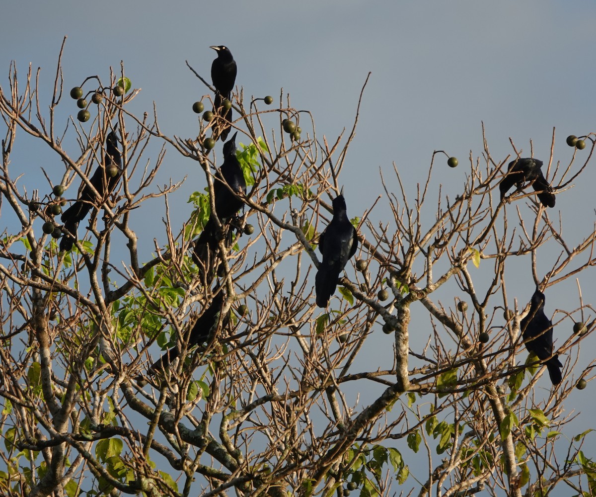 Great-tailed Grackle - ML646884002
