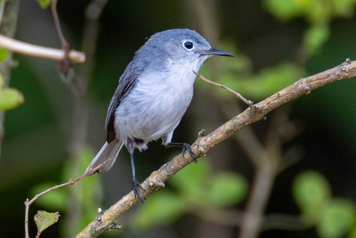 leskot modrošedý - ML646884003