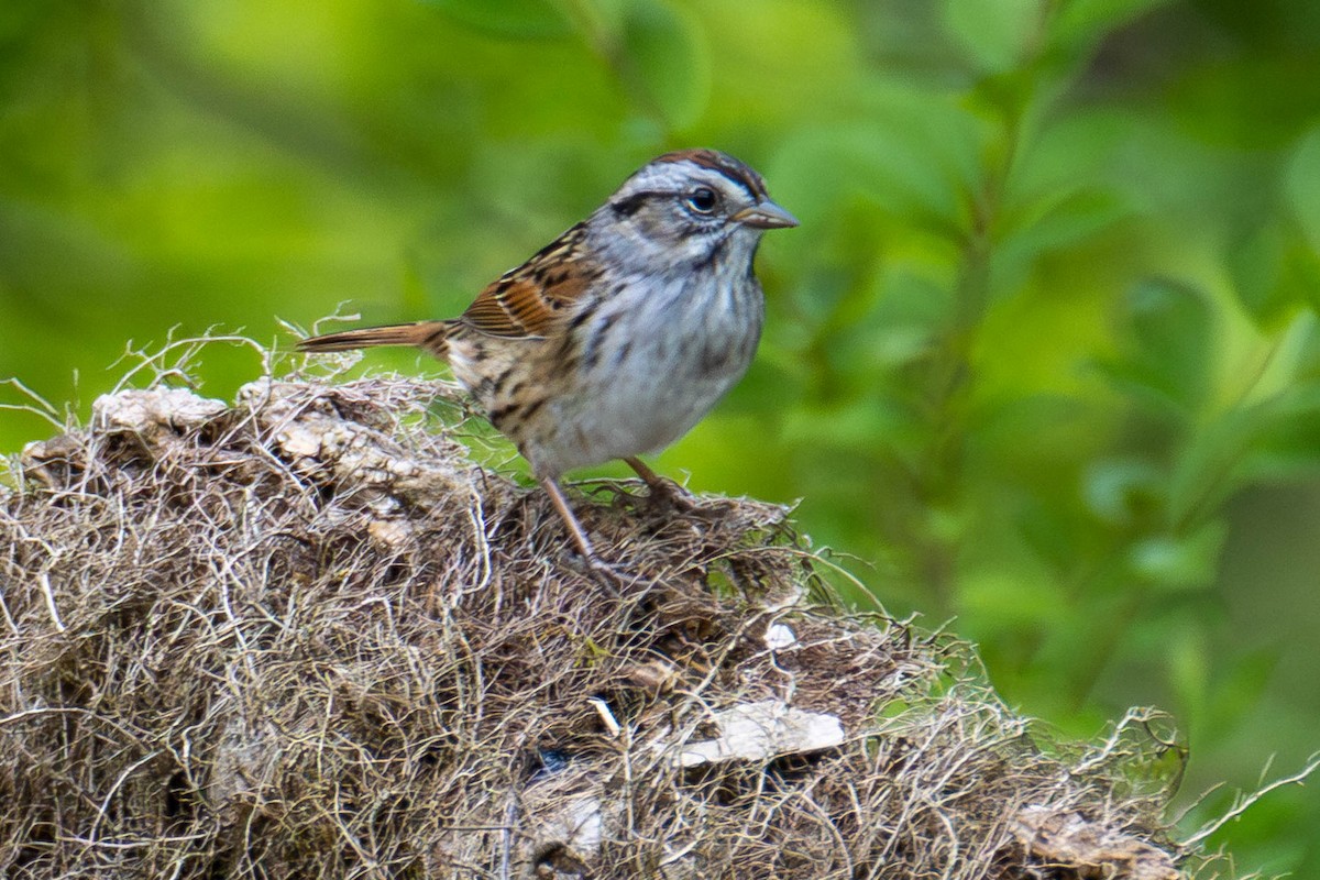 Swamp Sparrow - ML646884005