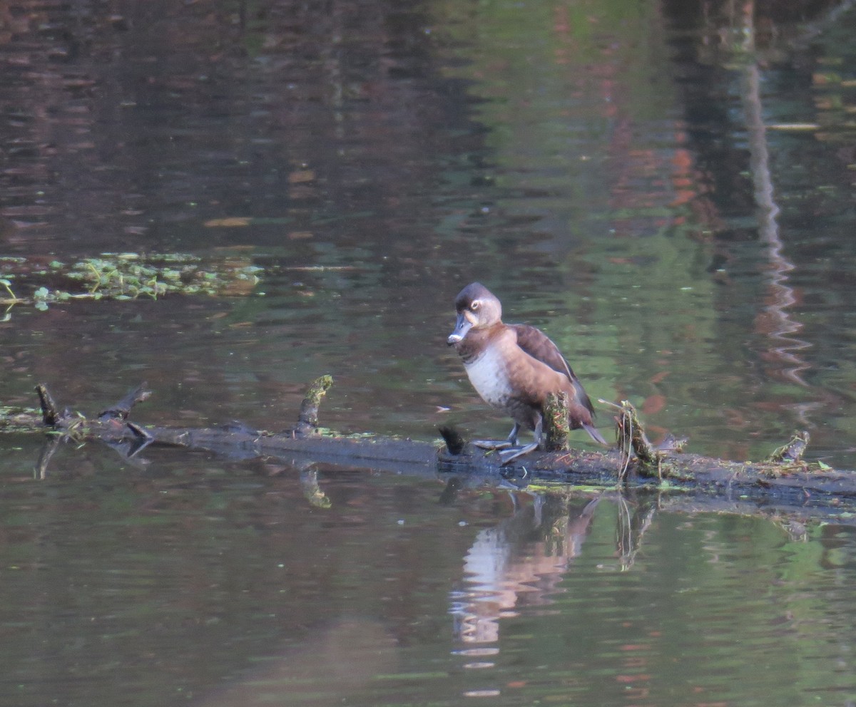 Ring-necked Duck - ML646884006