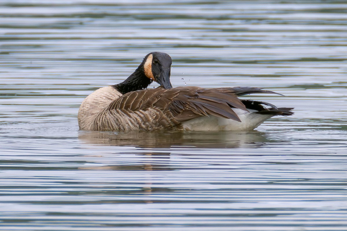 berneška velká - ML646884008