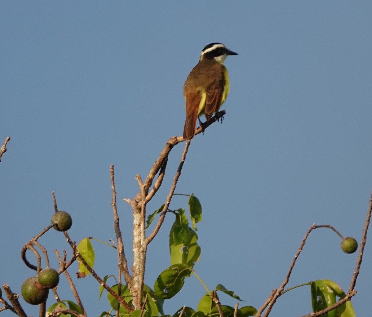 Great Kiskadee - ML646884010
