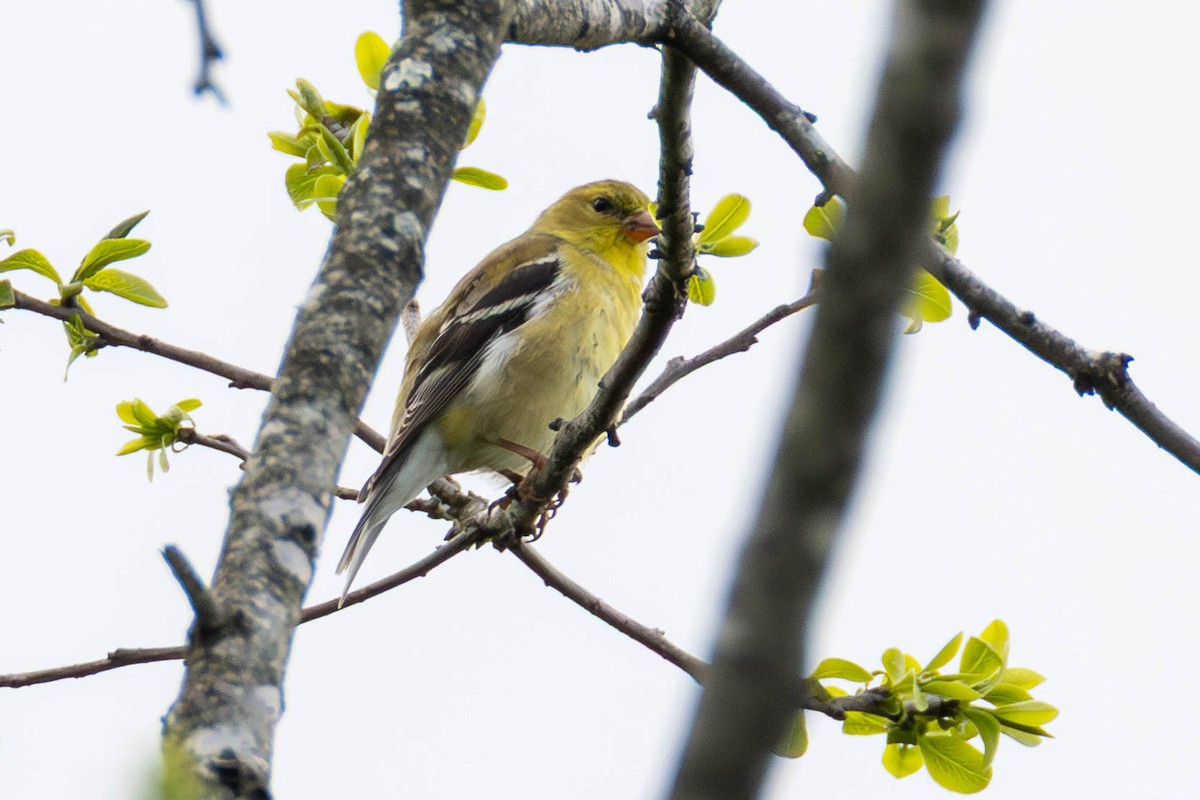 čížek žlutý - ML646884011