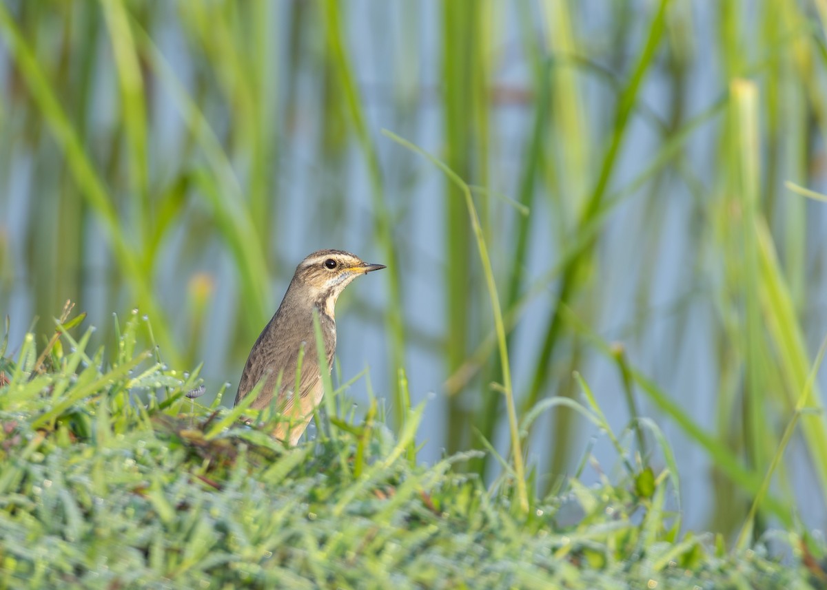 Bluethroat - ML646884012