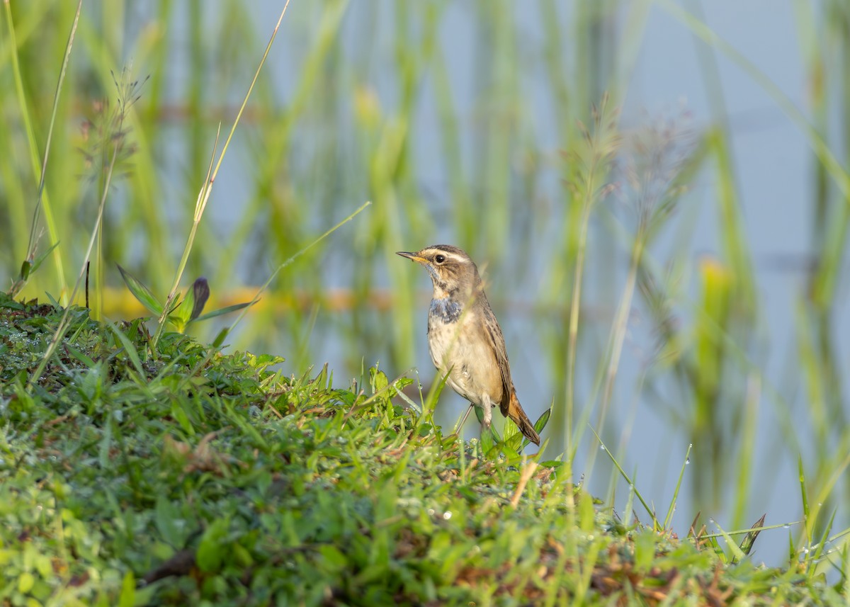 Bluethroat - ML646884013