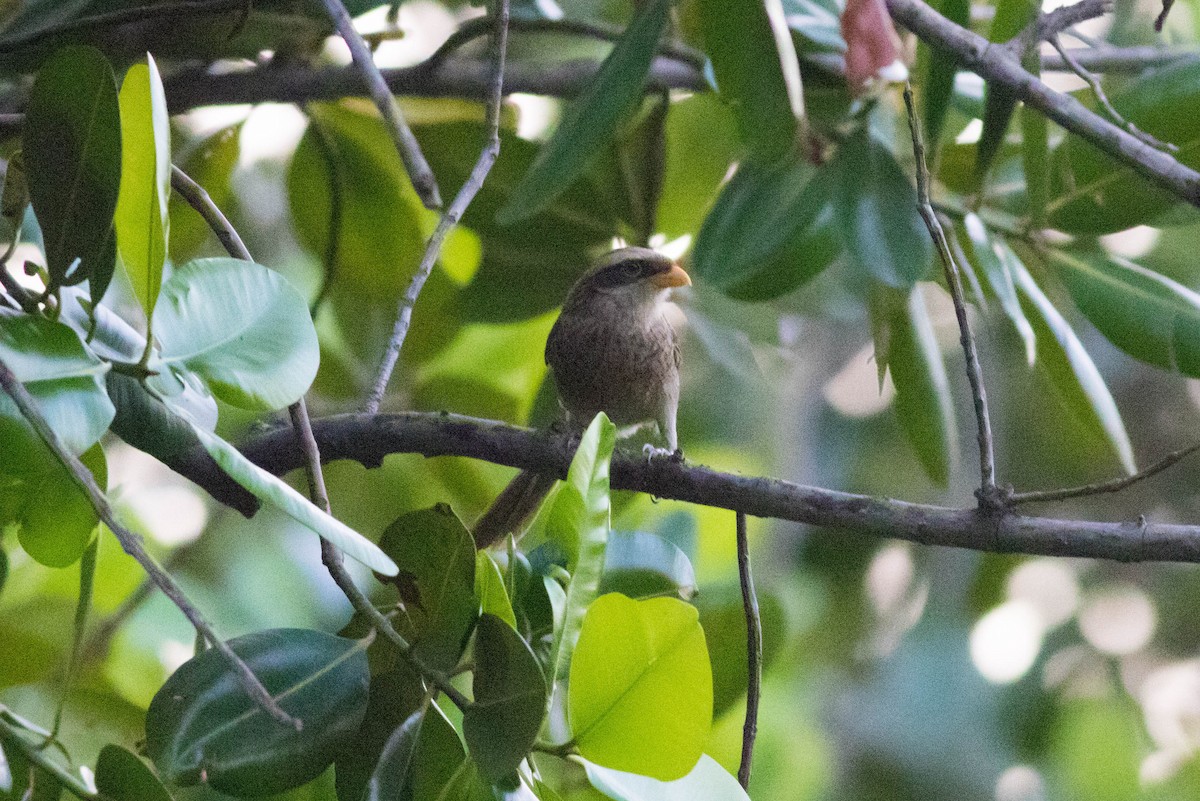 Yellow-billed Shrike - ML646884014