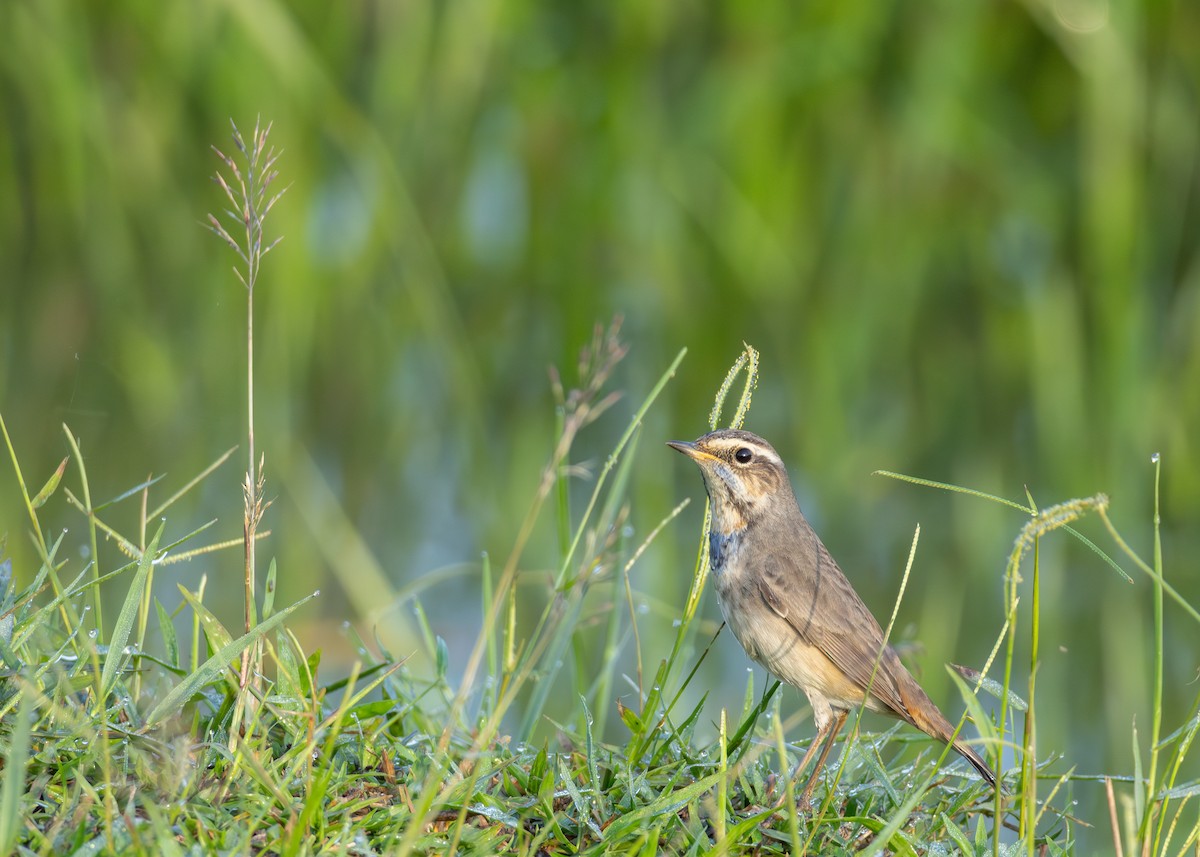 Bluethroat - ML646884015