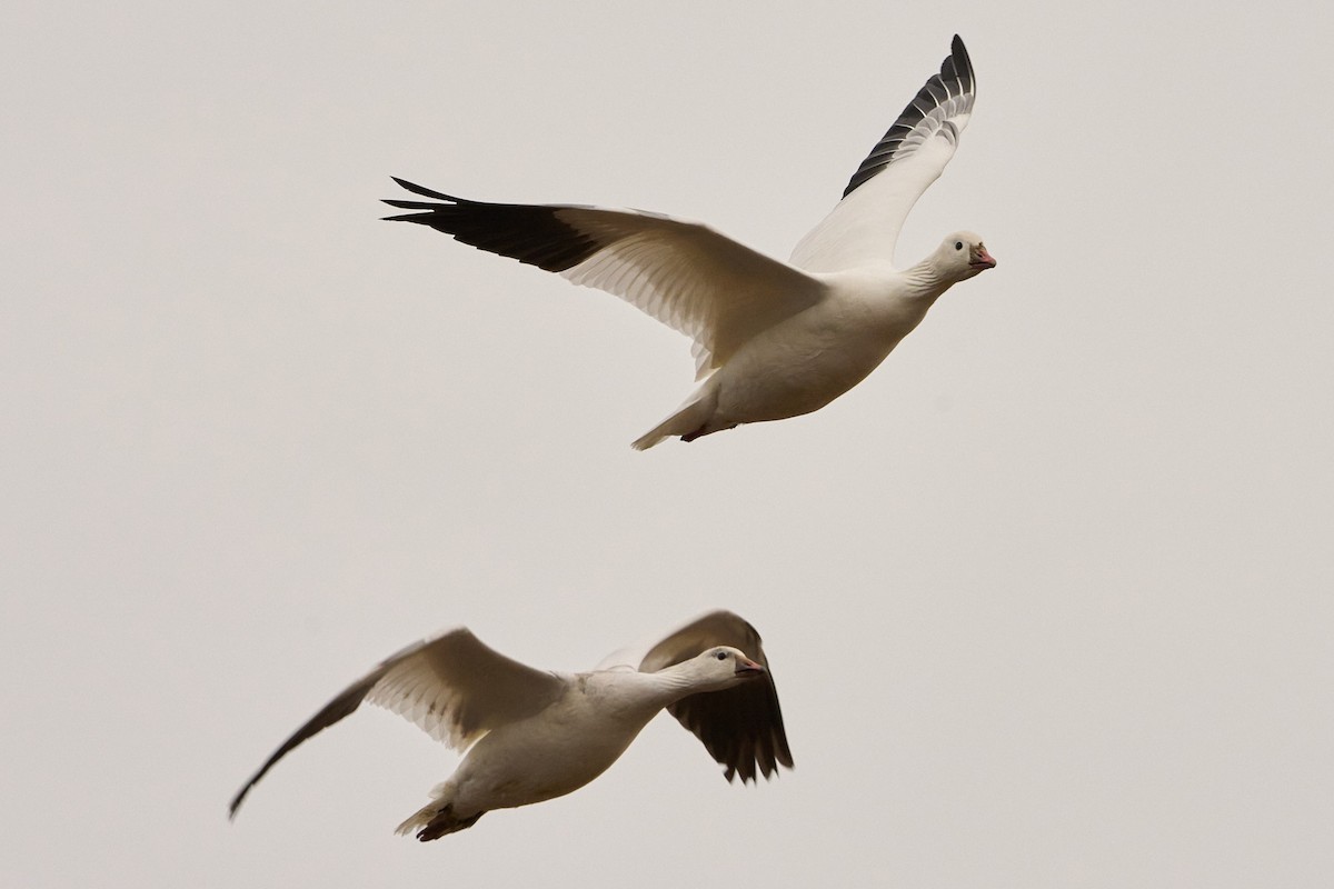 Ross's Goose - ML646884016